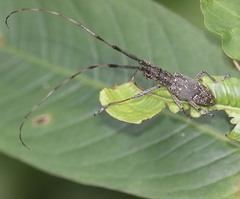 Pseudomacrochenus antennatus