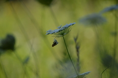 Volucella bombylans