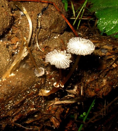 Narcissea ephemeroides — (c) Alan Rockefeller, some rights reserved (CC BY)