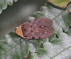 Penthicodes atomaria