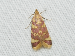 Tisobarica thyteria