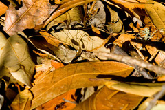 Leuronychus pacificus