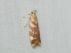 Tisobarica thyteria