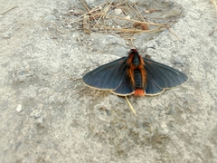 Metardaris cosinga