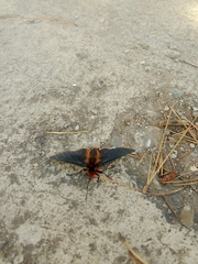 Metardaris cosinga