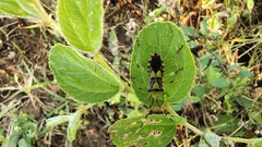 Prismatocerus prominulus