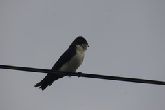 Pygochelidon cyanoleuca