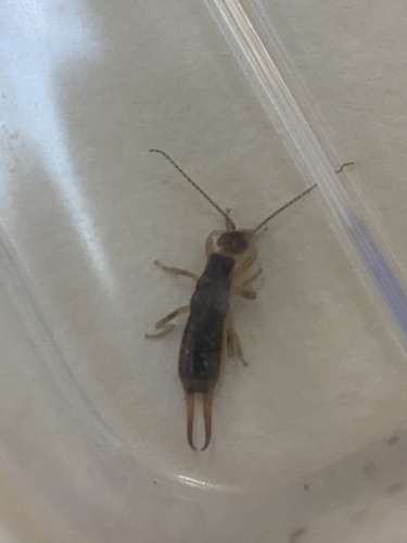 Shore earwig