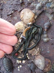 Eulalia microphylla
