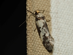 Philobota partitella