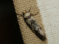 Philobota partitella