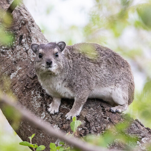 Bush Hyrax, Serengeti, Tanzania, photo 8 of 10