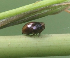 Hemisphaerius