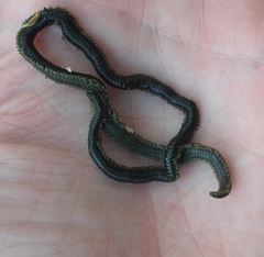 Eulalia microphylla