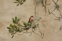 Pyrocephalus rubinus