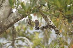 Pyrocephalus rubinus