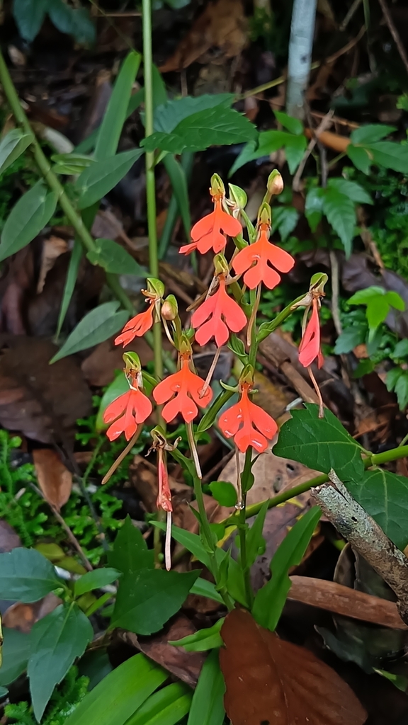 Habenaria rhodocheila