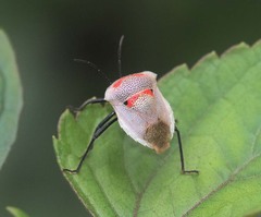 Lakhonia nigripes