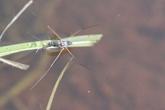 Limnogonus fossarum