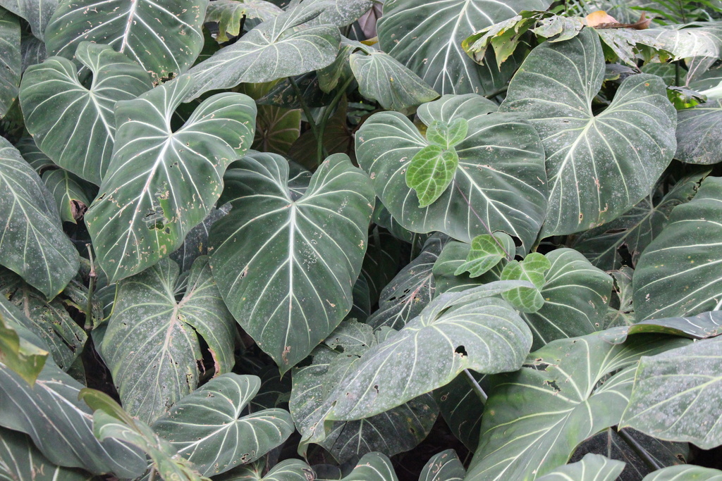 Philodendron gloriosum (ARACEAE DE COLOMBIA)  iNaturalist