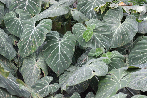 Philodendron gloriosum