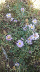 Brachyscome multifida