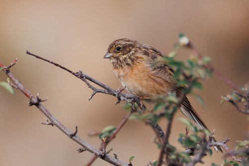 Escribano de Brandt (Emberiza cioides)