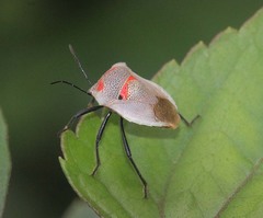 Lakhonia nigripes
