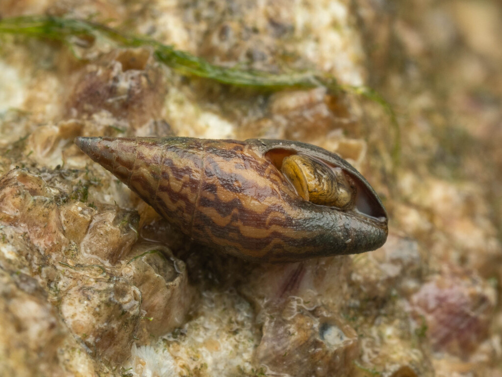 Mitrella brookei