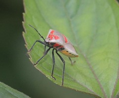 Lakhonia nigripes