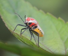 Lakhonia nigripes