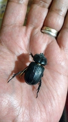 Phileurus