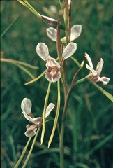 Diuris fragrantissima