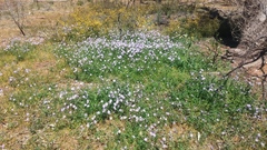 Brachyscome multifida