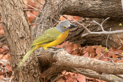 Malaconotus blanchoti