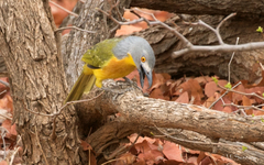 Malaconotus blanchoti