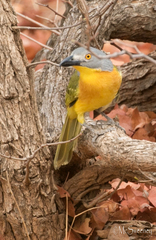 Malaconotus blanchoti