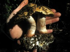 Cortinarius xanthodryophilus