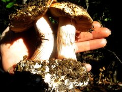 Cortinarius xanthodryophilus