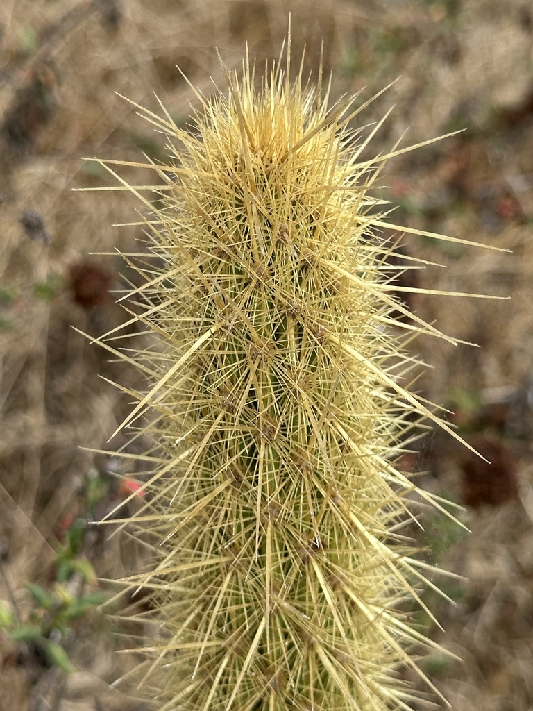 Bergerocactus emoryi; photograph Eric Alan Isaacson, CC BY, iNaturalist via GBIF