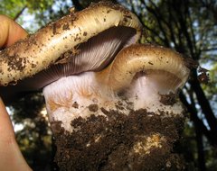 Cortinarius glaucopus