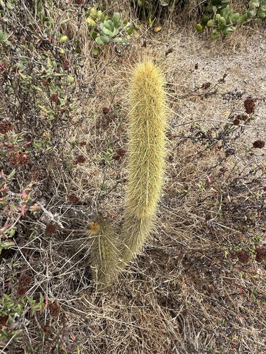 Bergerocactus emoryi, photograph 1