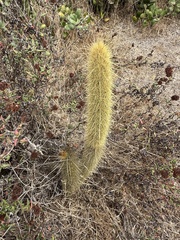 Eric Alan Isaacson, CC BY, iNaturalist via GBIF Bergerocactus emoryi, photograph Eric Alan Isaacson, CC BY, iNaturalist via GBIF