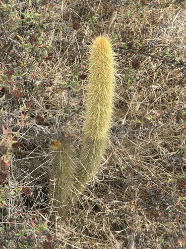 Bergerocactus emoryi, photograph 2