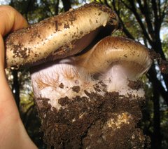 Cortinarius glaucopus