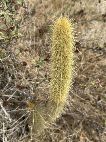 Bergerocactus emoryi, photograph 3