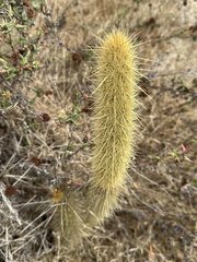 Eric Alan Isaacson, CC BY, iNaturalist via GBIF Bergerocactus emoryi, photograph Eric Alan Isaacson, CC BY, iNaturalist via GBIF