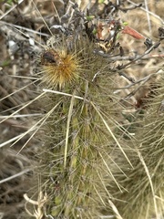 Eric Alan Isaacson, CC BY, iNaturalist via GBIF Bergerocactus emoryi, photograph Eric Alan Isaacson, CC BY, iNaturalist via GBIF