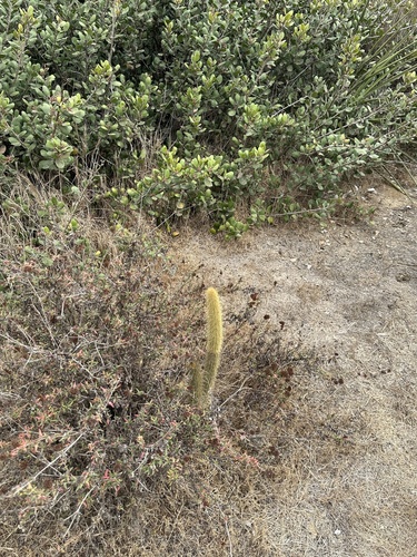 Bergerocactus emoryi, photograph 5