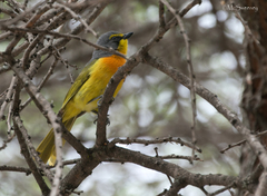 Telophorus sulfureopectus